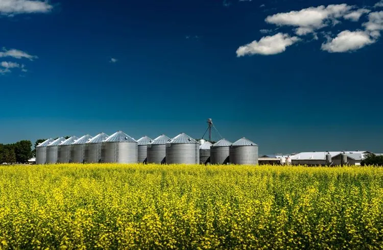 China erhebt hohe Zölle auf kanadische Rapsprodukte