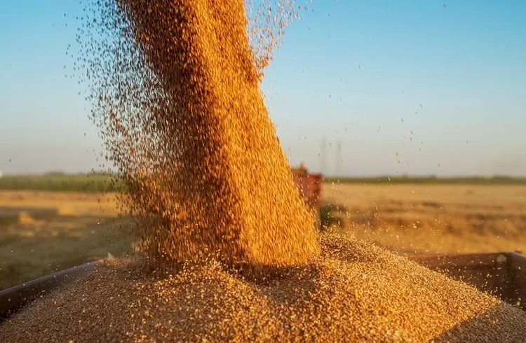 Agrargiganten erwarten trotz Ukraine-Getreideabkommen weiterhin Probleme bei der Nahrungsmittelversorgung