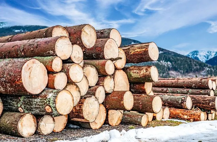 Pilotanlage in Thüringen: Erdölersatz aus Holz